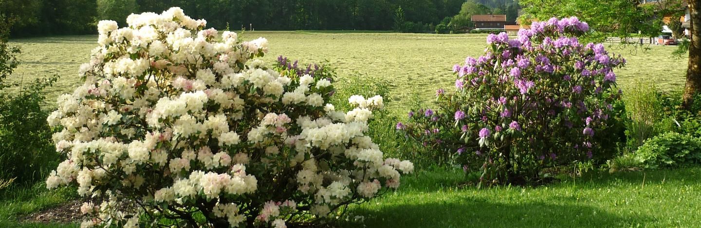 Rhododendron | Liebe Deinen Garten